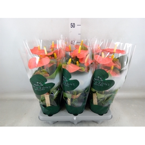 Anthurium andr. 'Solara'