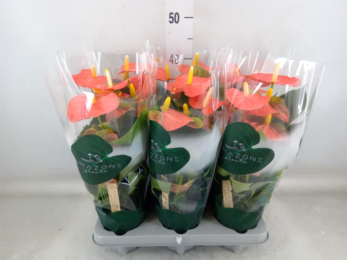 <h4>Anthurium andr. 'Solara'</h4>