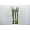 Allium Cepa Judith