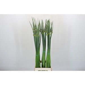 Allium Cepa Judith