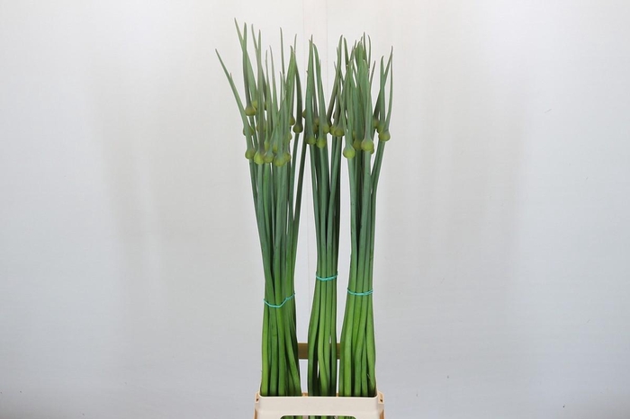 <h4>Allium Cepa Judith</h4>