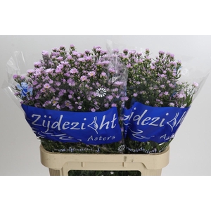 Aster Claudia