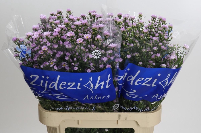 <h4>Aster Claudia</h4>
