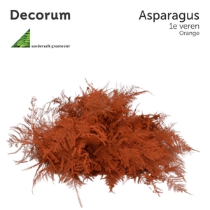 ASP 1e veren Orange 45cm box x50