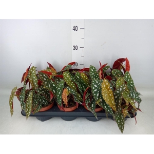 Begonia BD pseudol. 'Silver Spot'