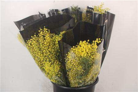 <h4>*acacia Mirandol Per Bunch 150 Gram</h4>