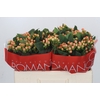 Hypericum Mellow Romance