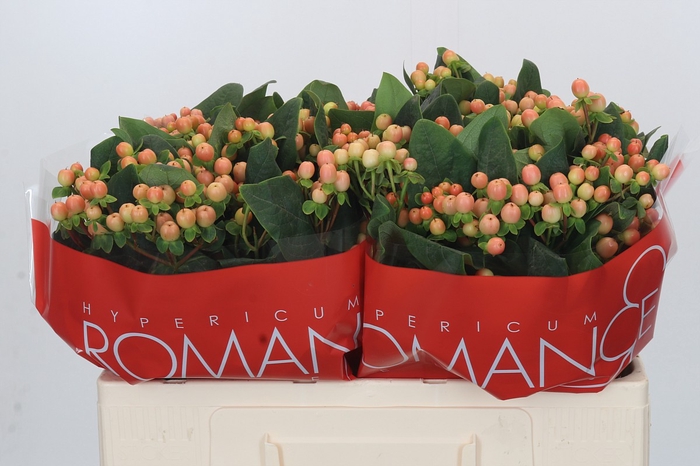 <h4>Hypericum Mellow Romance</h4>