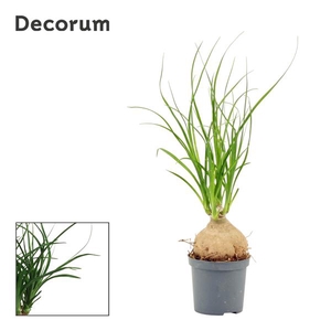 Beaucarnea bol 7 cm (Decorum)