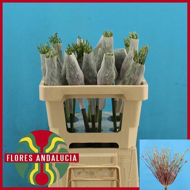 <h4>ALLIUM SCHUBERTII</h4>