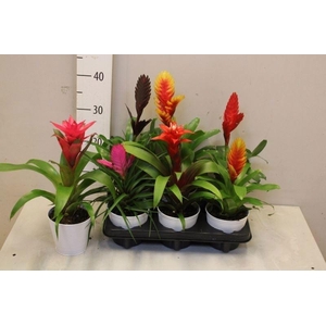 BROMELIA GEM