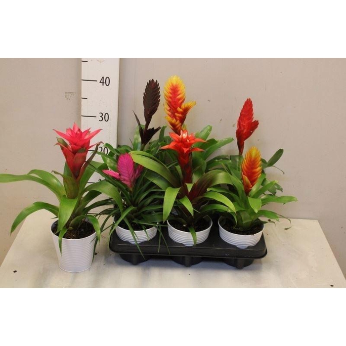 <h4>BROMELIA GEM</h4>