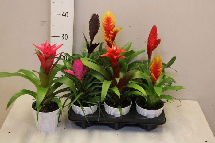 <h4>BROMELIA GEM</h4>