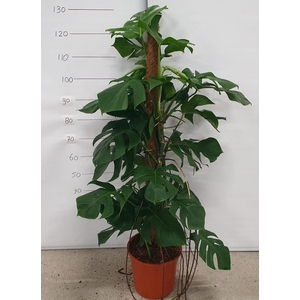 MONSTERA PERTUSUM