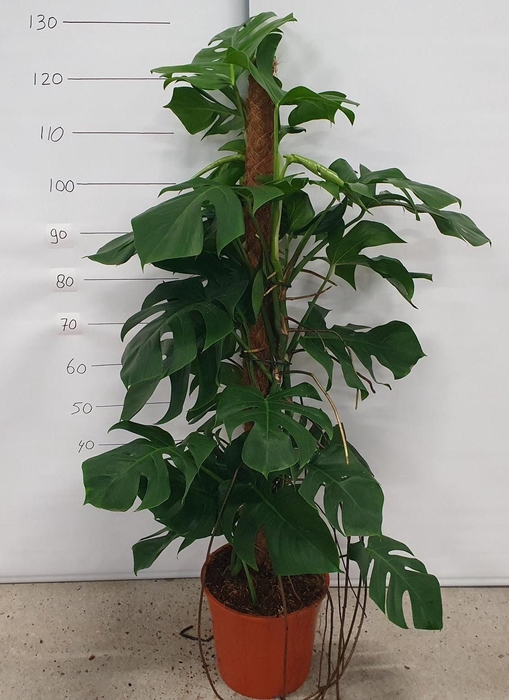 <h4>MONSTERA PERTUSUM</h4>