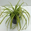 Carex 'Everillo' P17 (2ltr)