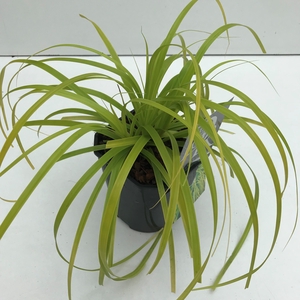 Carex 'Everillo'