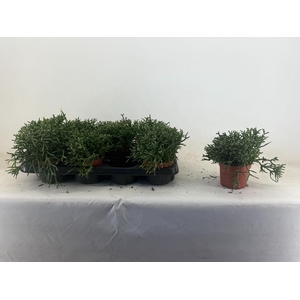 RHIPSALIS BURCHELLII