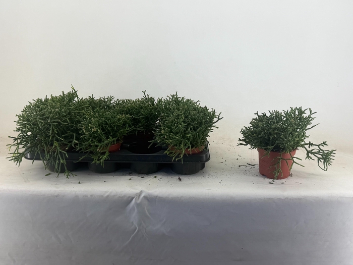 <h4>RHIPSALIS BURCHELLII</h4>