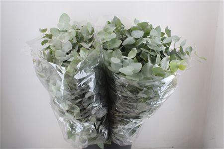 <h4>EUCA CINEREA 200GR P BUNCH</h4>