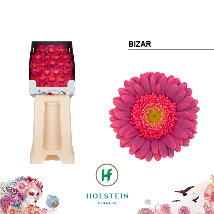 <h4>Germini Bizar Diamond</h4>