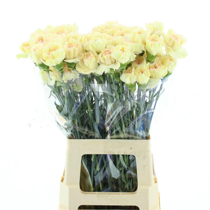 <h4>DI ST HAPPY TEA</h4>