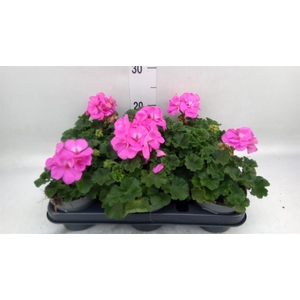 Pelargonium zona.   ...F1