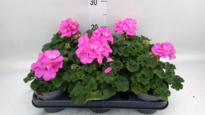 <h4>Pelargonium zona. ...F1</h4>