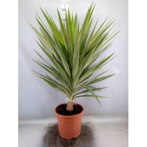 Yucca elephantipes 'Jewel'