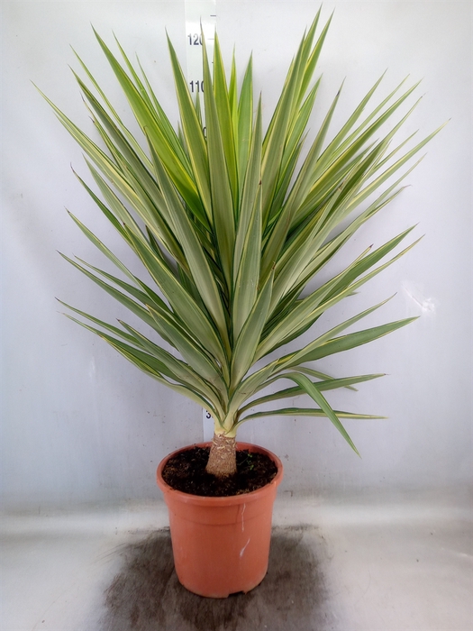 <h4>Yucca elephantipes 'Jewel'</h4>