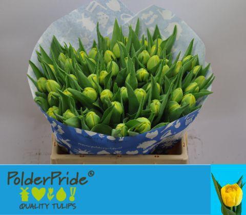 <h4>TU DU NIKON</h4>