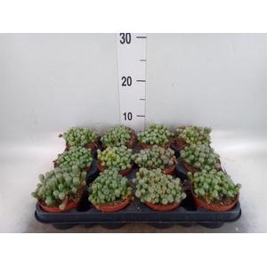 Succulents   ...