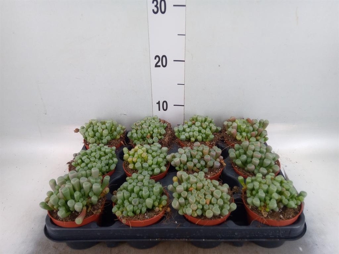 <h4>Succulents   ...</h4>
