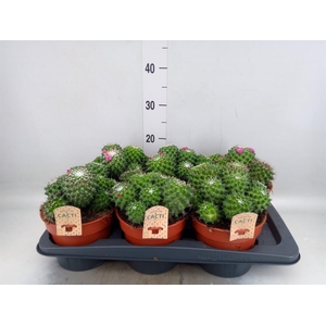 Cactus   ...flowering