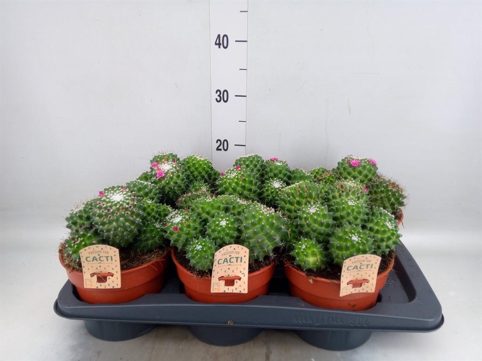 <h4>Cactus   ...flowering</h4>