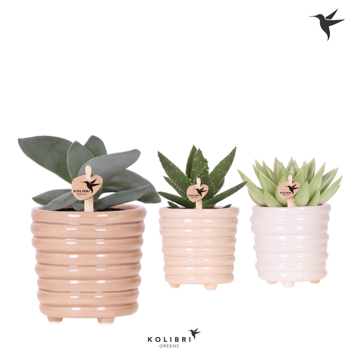 <h4>Succulenten mix in Ring pot mix</h4>