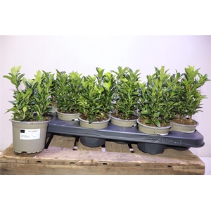 arr8 Euonymus Ja Gr Spire