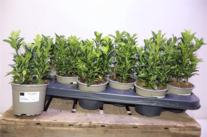 <h4>arr8 Euonymus Ja Gr Spire</h4>