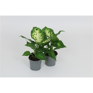 Dieffenbachia Compacta 8,5 cm