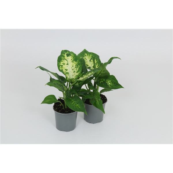 <h4>Dieffenbachia Compacta 8,5 cm</h4>