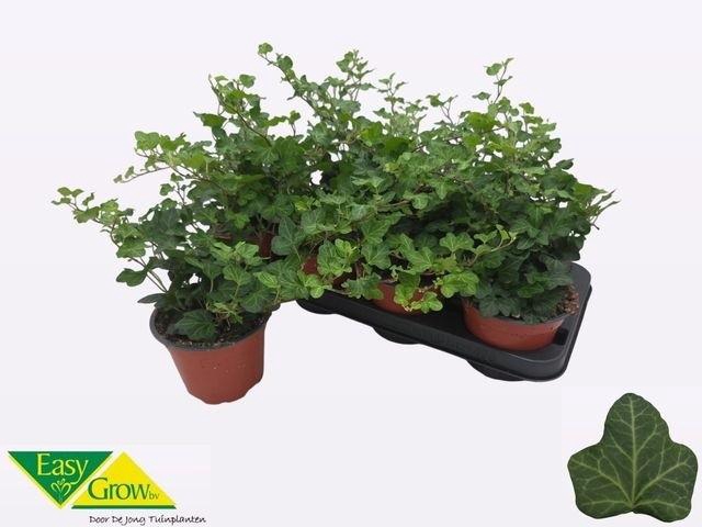 <h4>Hed He Wonder</h4>