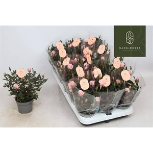 RO ROSAROMA PINK