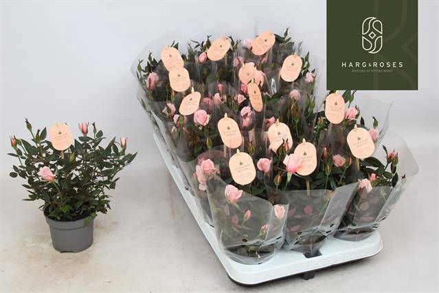 <h4>RO ROSAROMA PINK</h4>