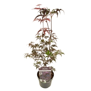 Acer palm. 'Black Lace' ®