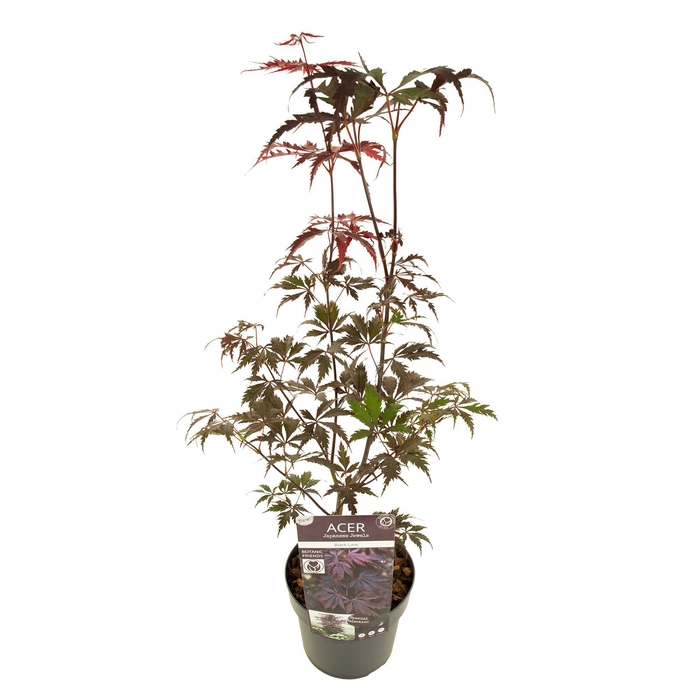 <h4>Acer palm. 'Black Lace' ®</h4>