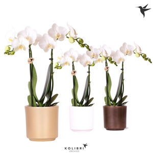 Kolibri Orchids Phalaenopsis white 2 spike in Simplicity pot mix