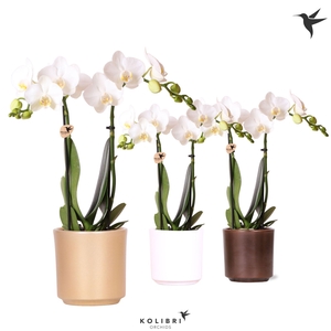Kolibri Orchids Phalaenopsis white 2 spike in Simplicity pot mix