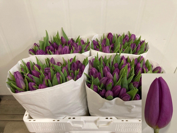 <h4>TU EN PURPLE FLAG</h4>