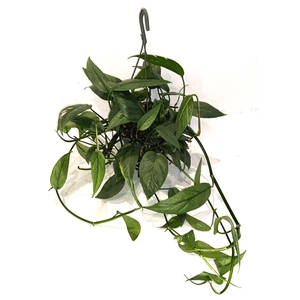 Epipremnum Cebu Blue Hang Teruggeknipt