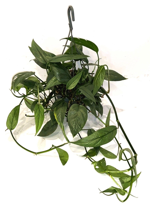 <h4>Epipremnum Cebu Blue Hang Teruggeknipt</h4>